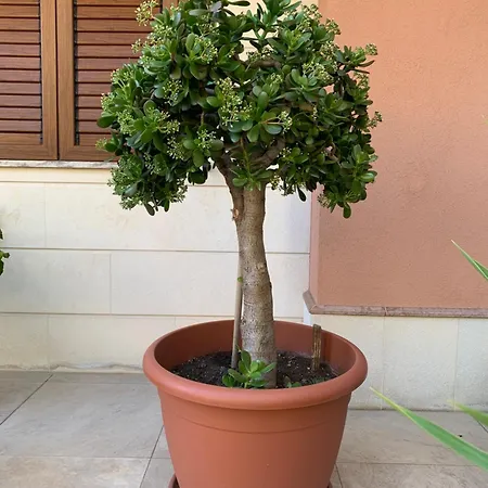 L' Albero Di Giada *