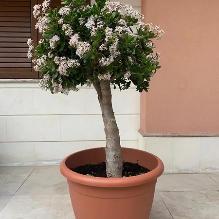 L' Albero Di Giada Holiday home *